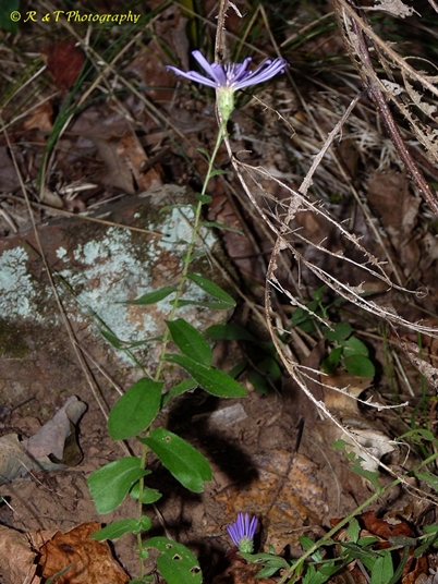 {Symphyotrichum georgianum}
